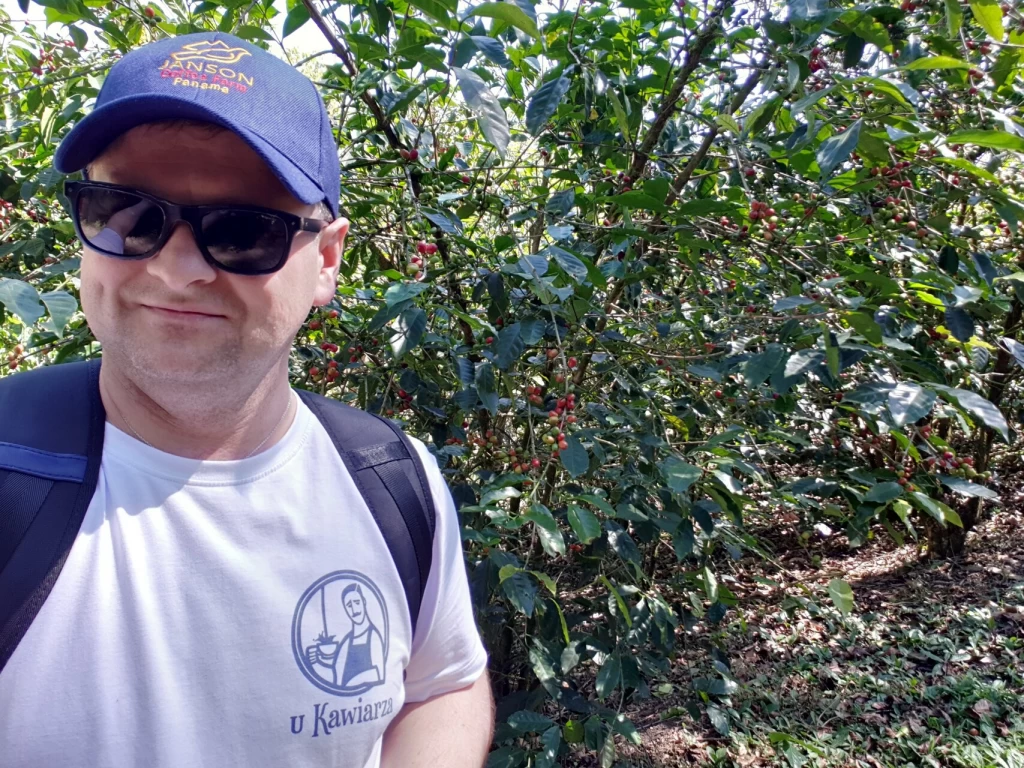 Ziarna kawowca zbiera się na trzy sposoby, bezpośrednio z krzaków kawowca. 