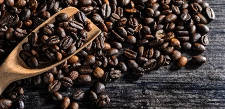 Ziarna kawowca zbiera się kilkukrotnie w roku wybierając te najbardziej dojrzałe, a zostawiając jeszcze zielone na krzakach.