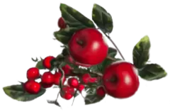 Czerwone owoce kawowca, z których przyrządzono pierwszą kawę, poznając jej pobudzające właściwości.