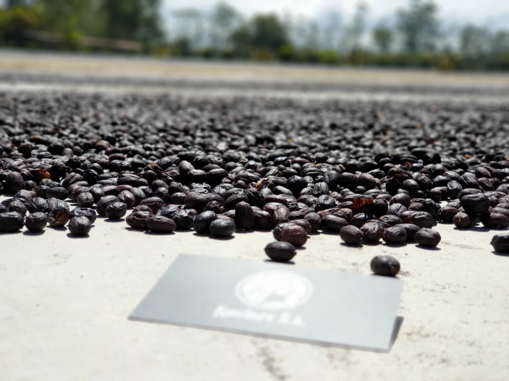 Ziarna kawy zebrane z plantacji w Panamie i poddane suszeniu, z których po wypaleniu będzie przyrządzana aromatyczna kawa.